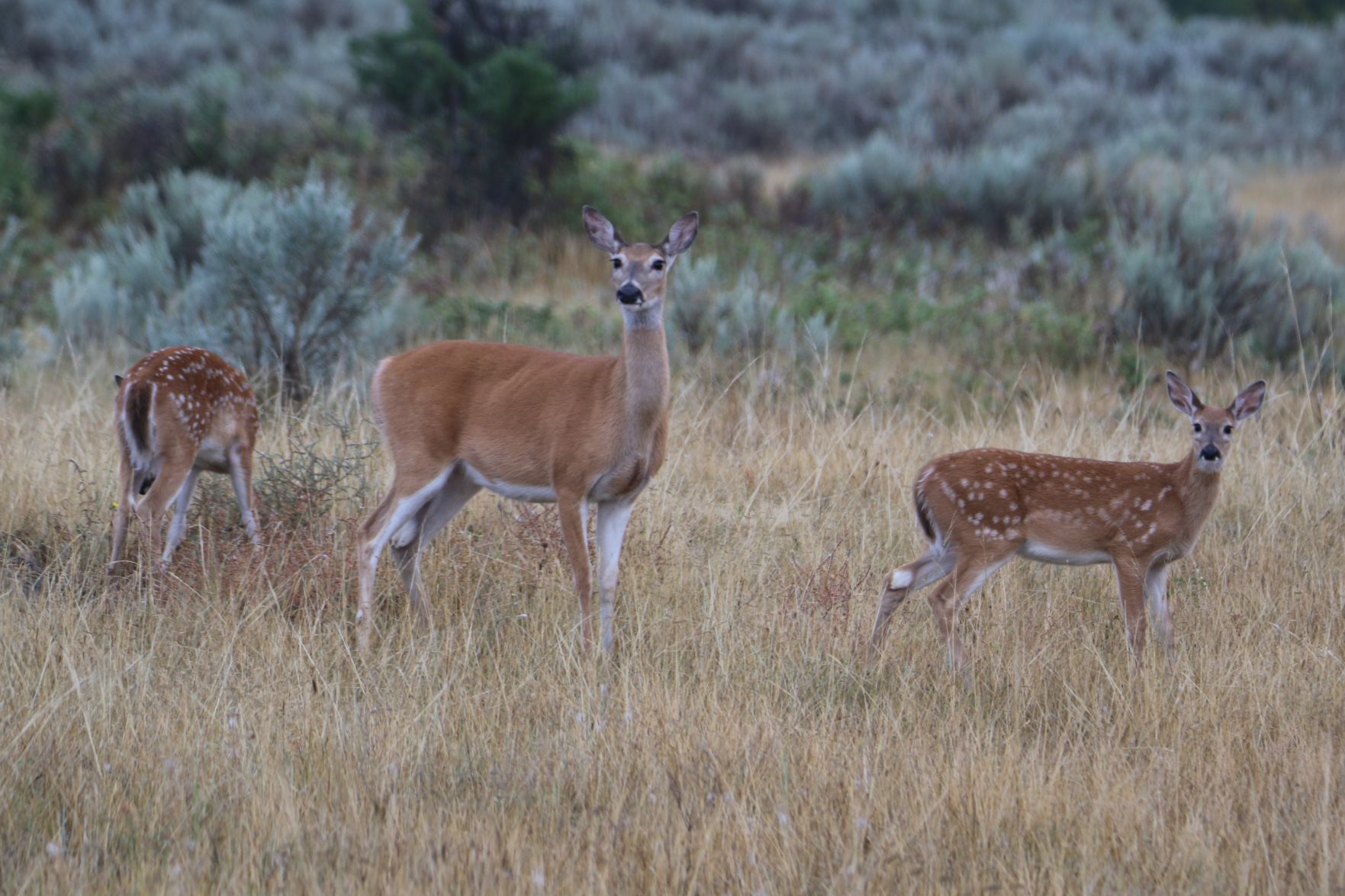 White Tails